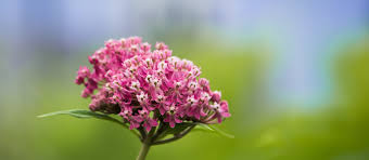 Close up photograph of flowing milkweed