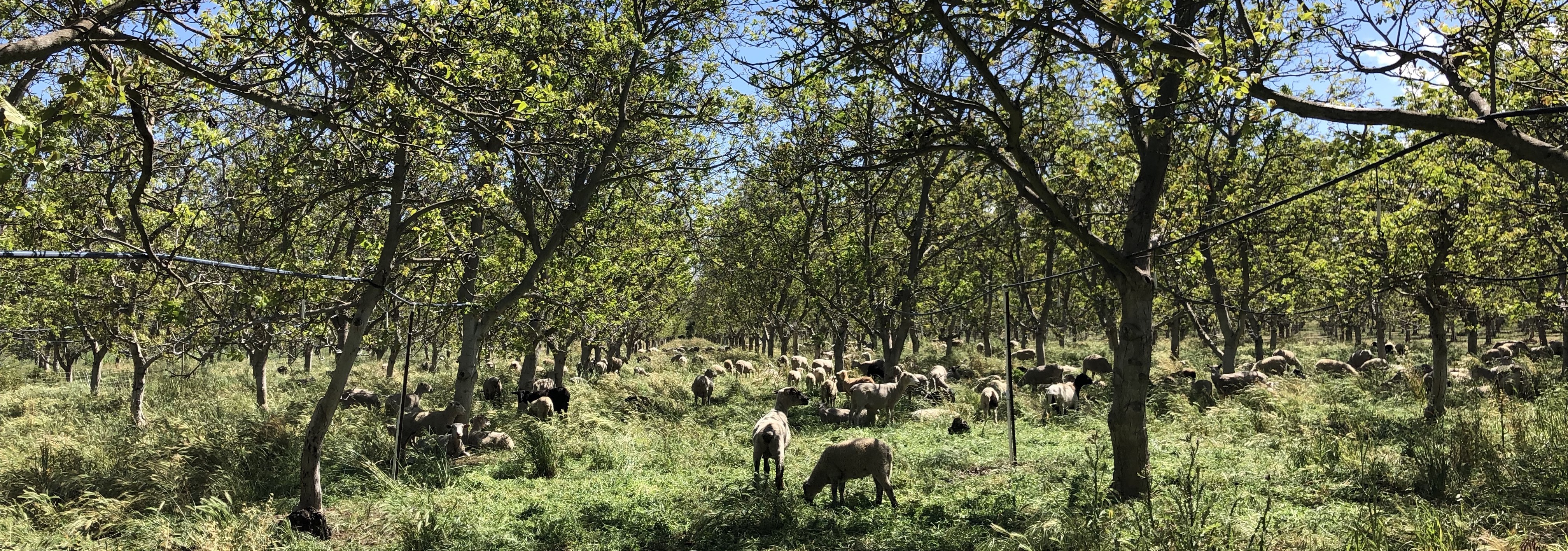 Sheep grazing in a walnut orchard.