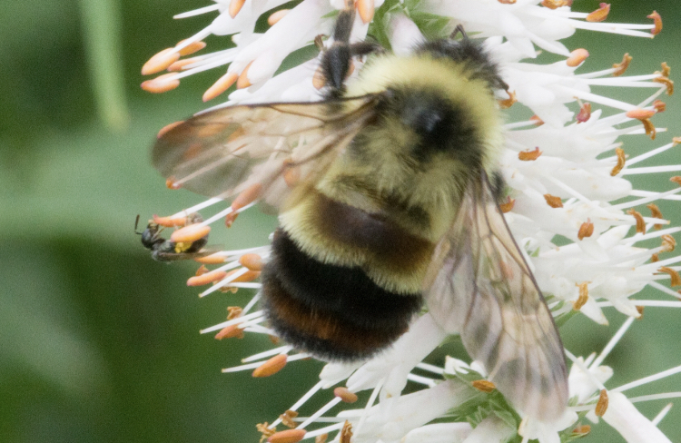 Rusty-patched bumble bee