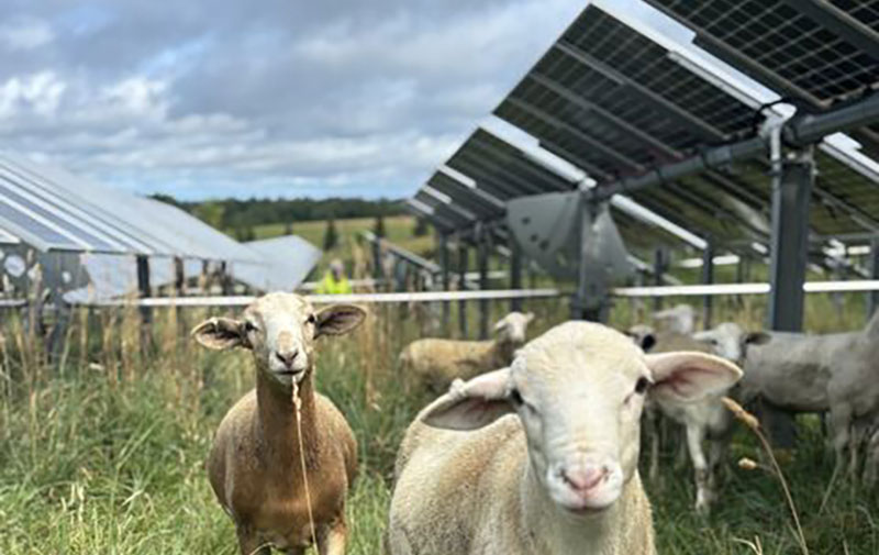 Agrivoltaics