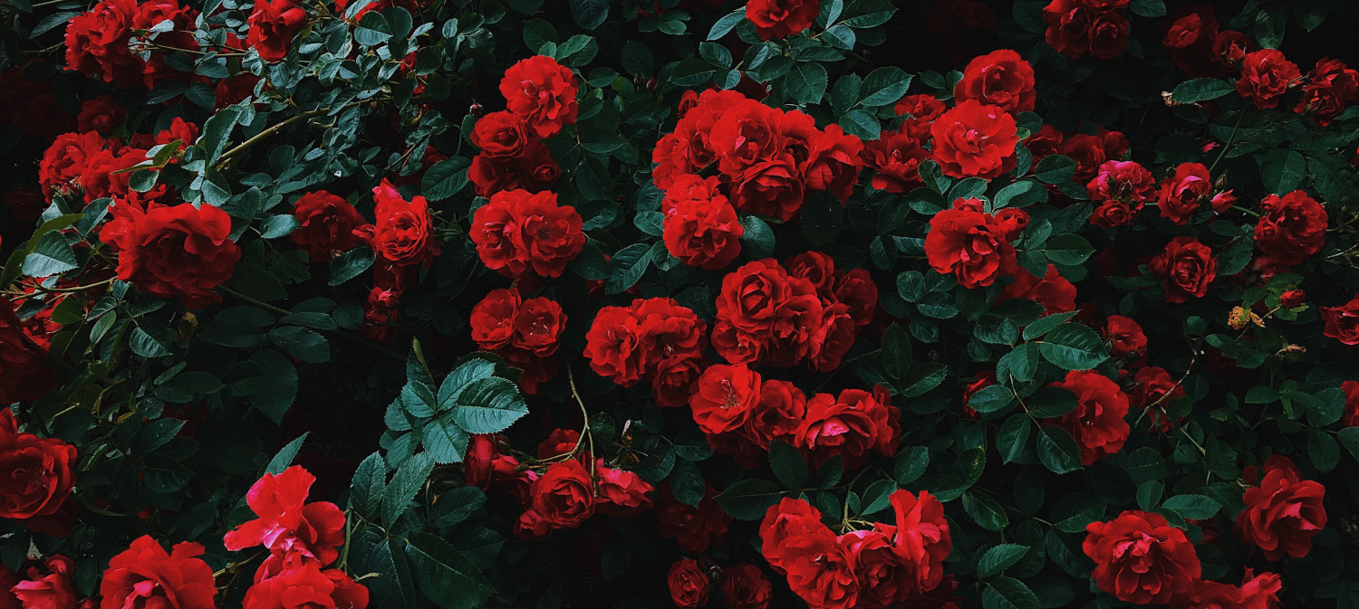 Photo of roses