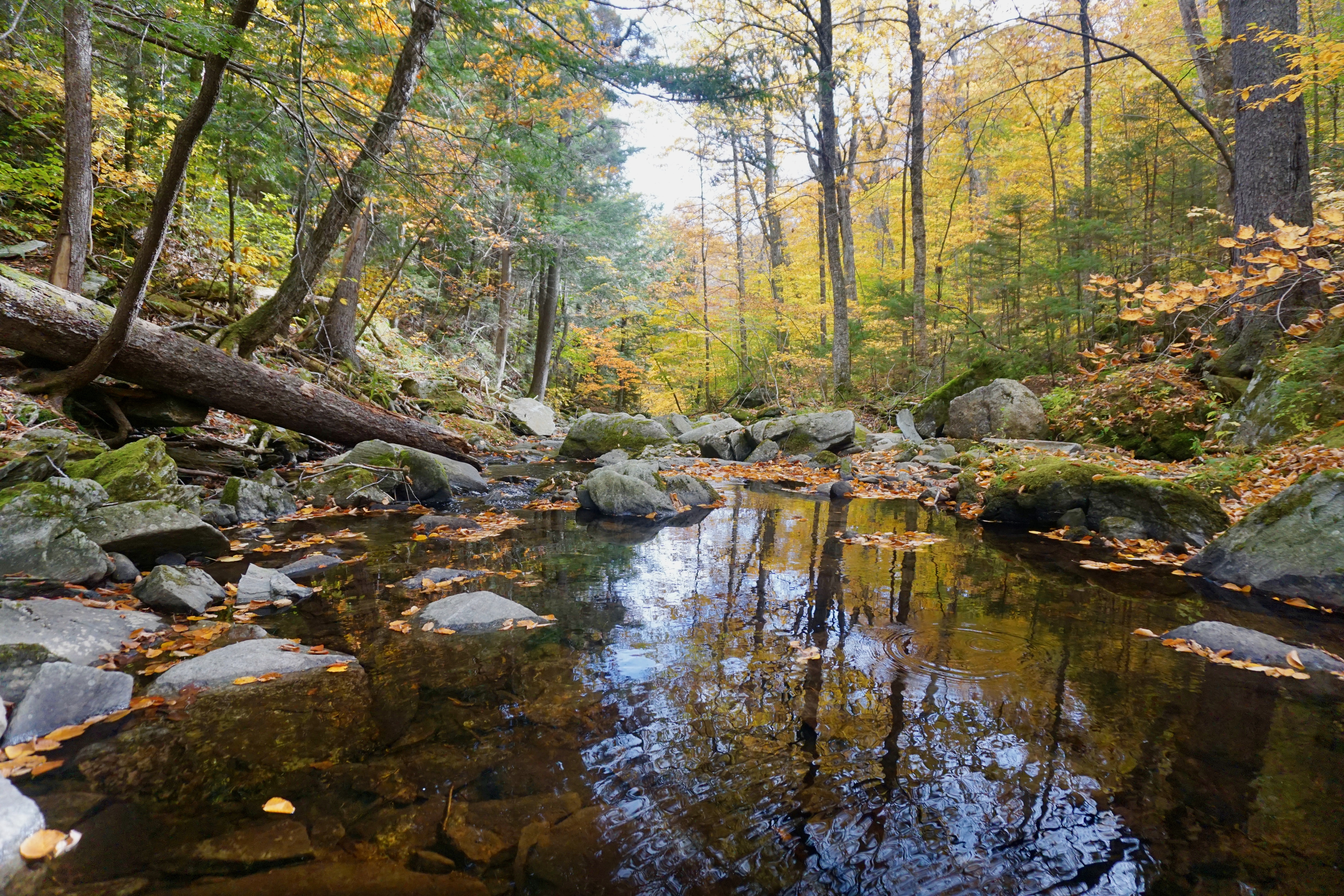 A tranquil brook in the Coolidge State Forest