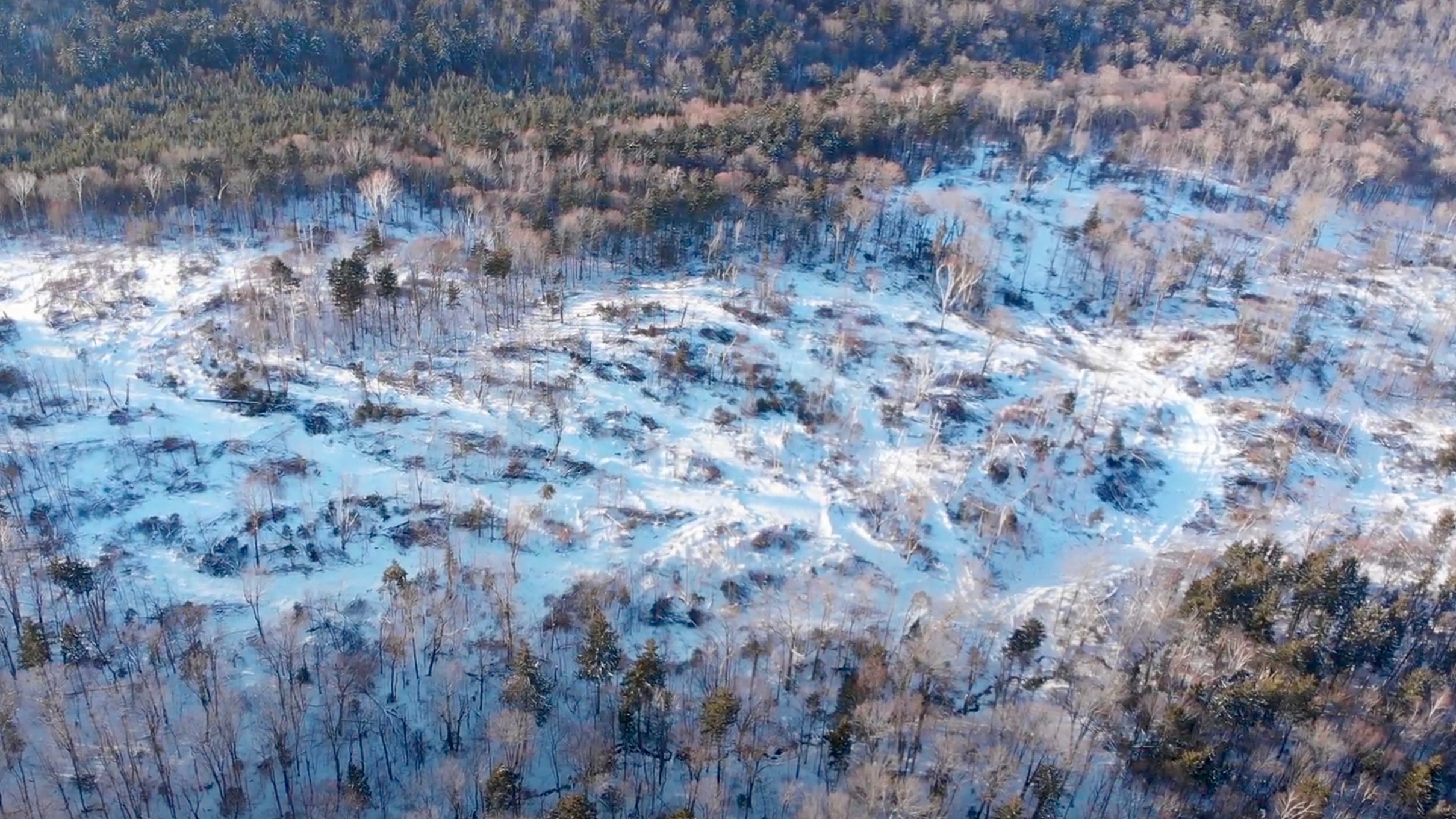 A logging job in the Early Successional Habitat Creation Project in VT's Green Mountains
