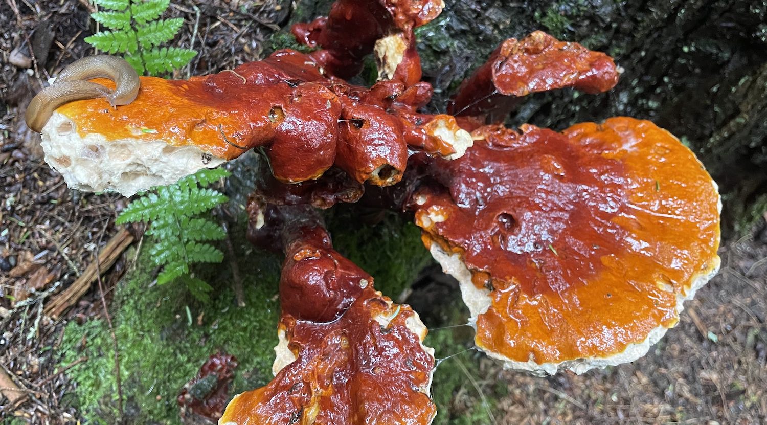Slugs enjoy a Reishi mushroom in a mature forest near Moosalamoo.