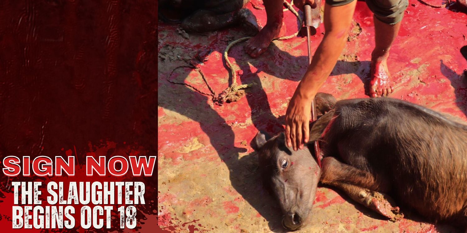Sign now to end animal sacrifice at Nepal’s Dashain Festival