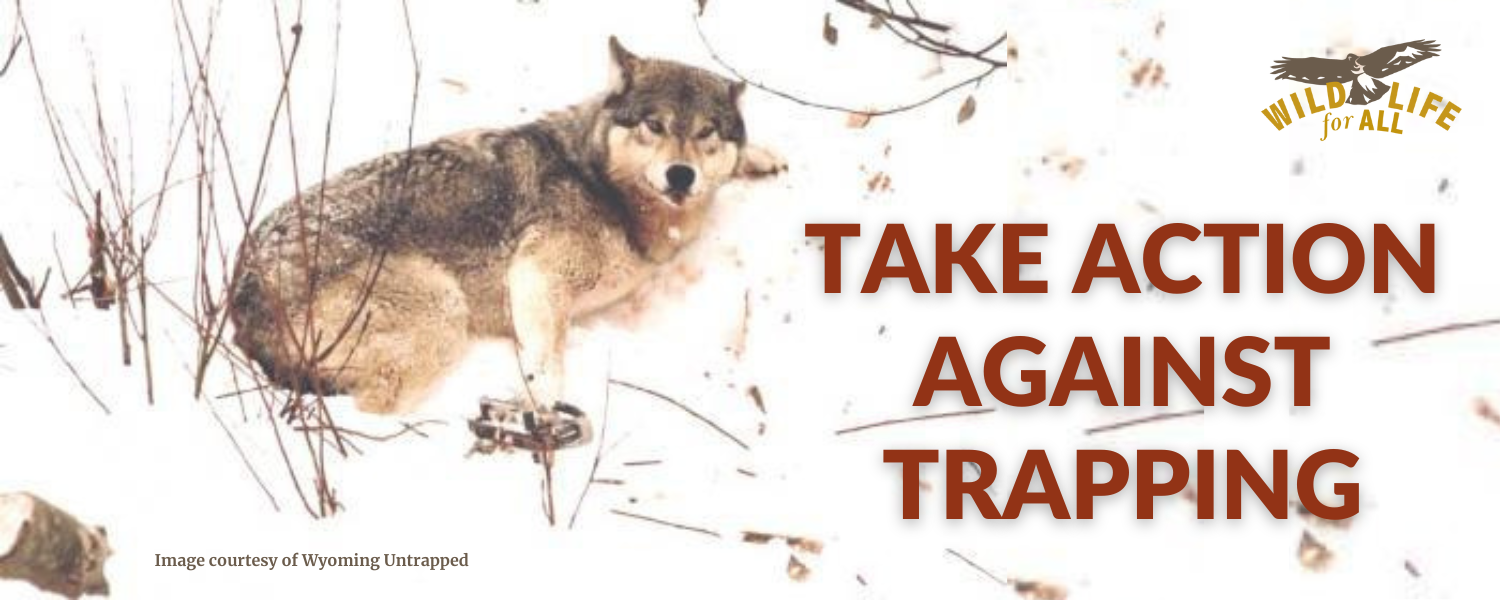 A gray wolf caught in a leghold trap lays on its side and looks at the camera with an expression of fear and obvious pain