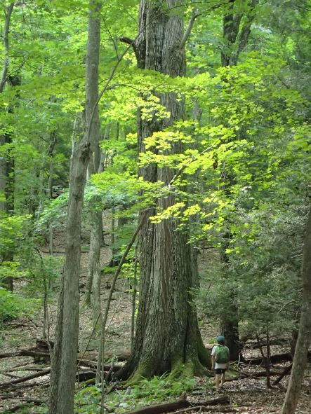 17 foot around red oak