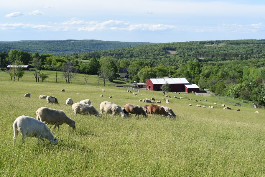 Sheep grazing in a field at Farm Sanctuary