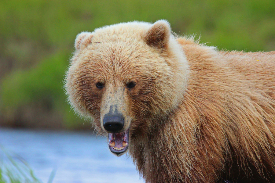A coastal brown bear standing in front of a river, facing the viewer
