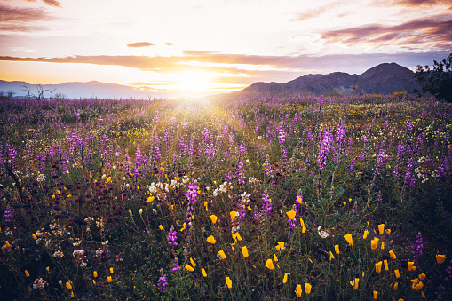 California wildflowers with morning sky
