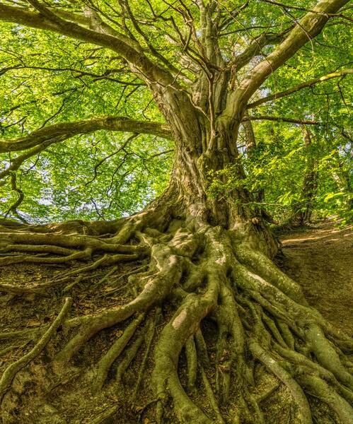 A tree with solid roots and many strong branches