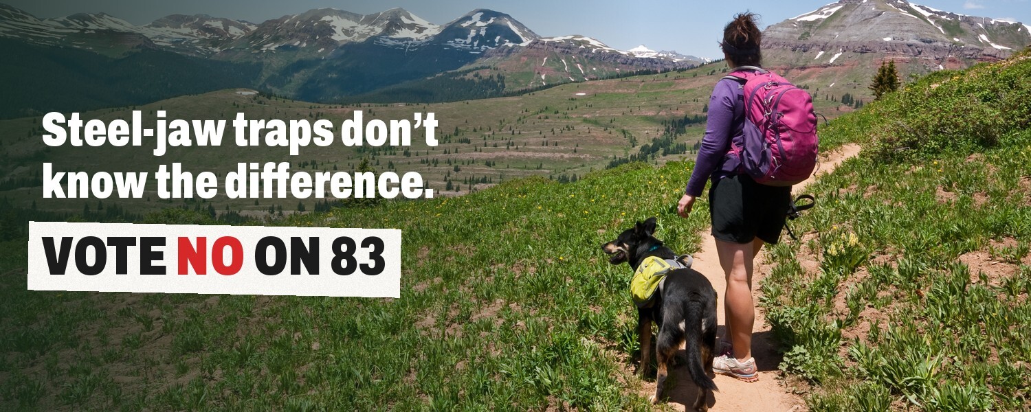 A hiker and her dog walk a mountain trail in Colorado. Text reads: Steel-jaw traps don't know the difference. Vote No on 83.