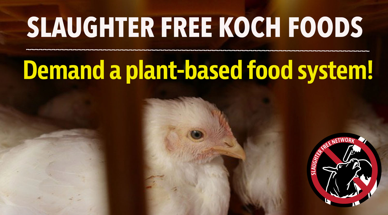 Chicken in factory farm