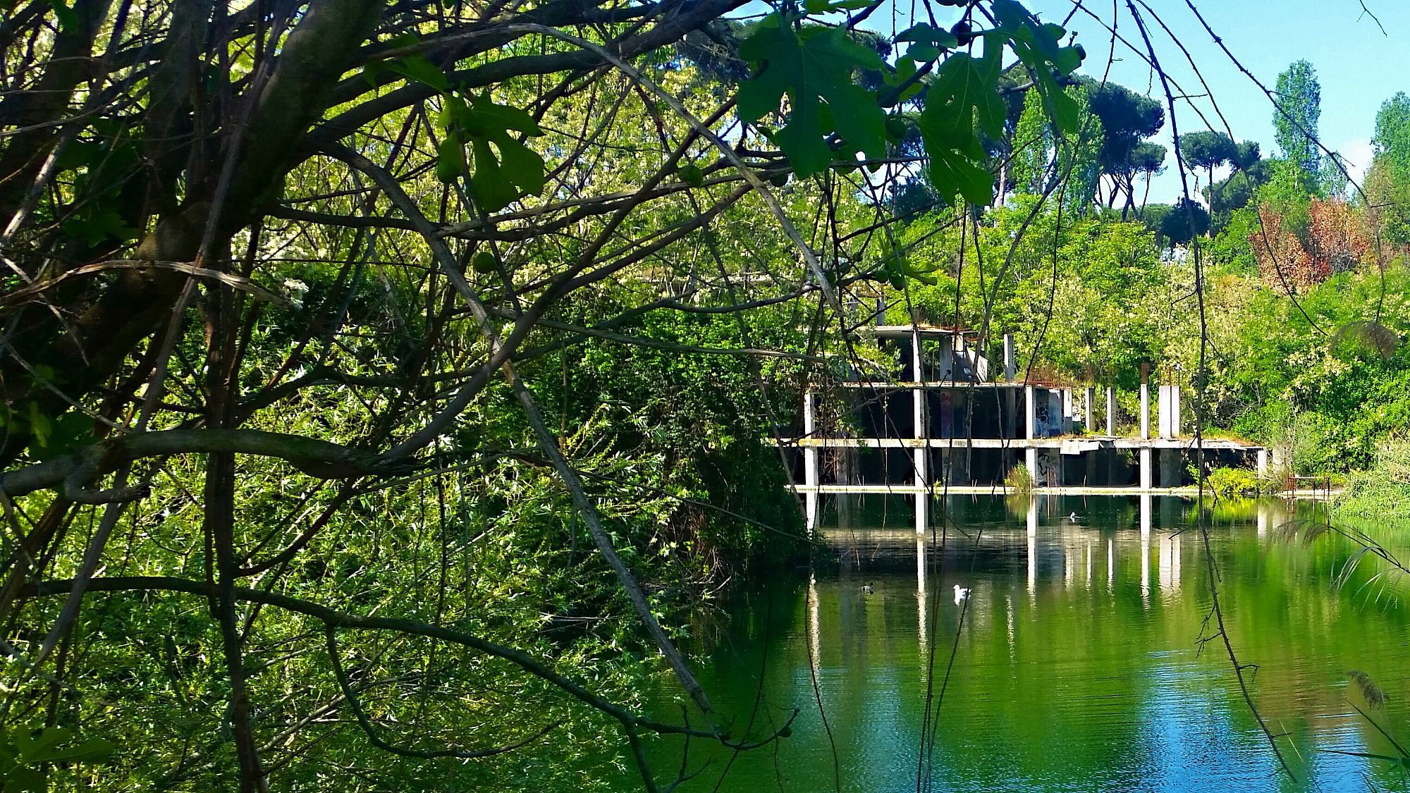 Attraverso le fronde di un fico si scorge lo scheletro in cemento armato di un palazzo immerso nel verde, che si riflette nelle acque smeraldo del Lago Bullicante