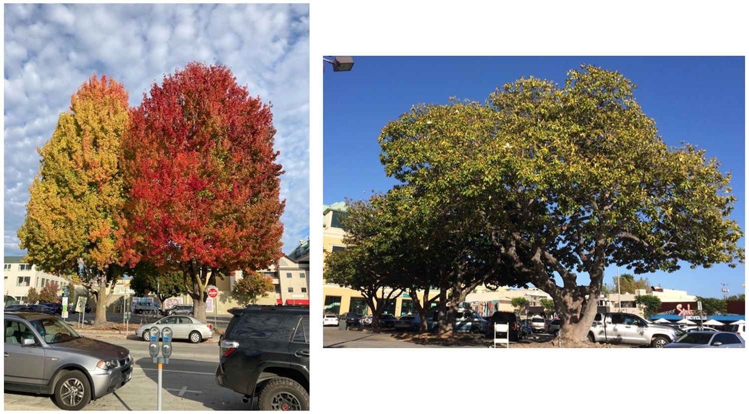 trees to save