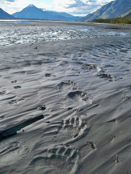 Brown bear tracks on the Chilkat RIver