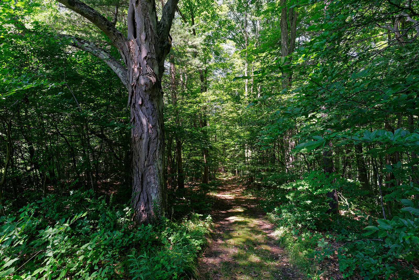 Save Massachusetts Forests