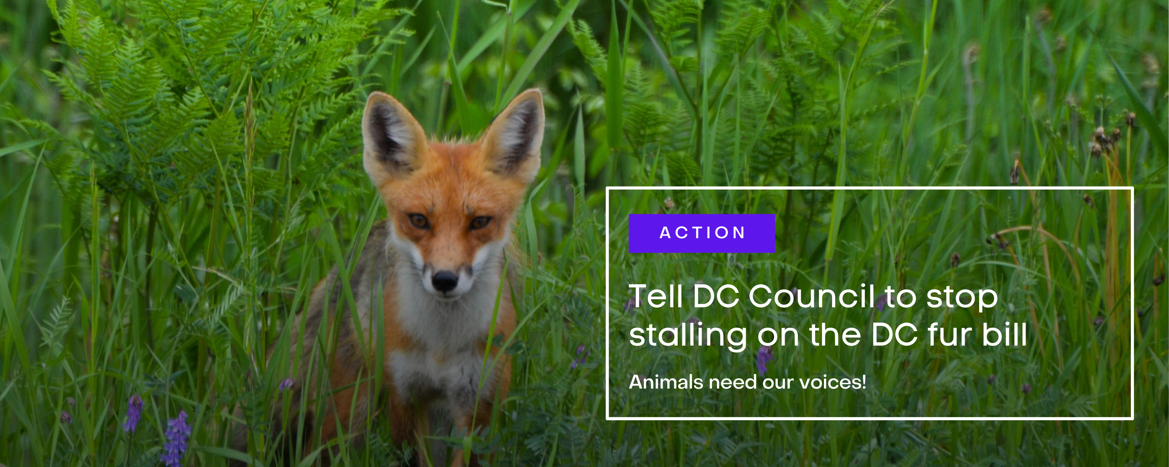 Tell DC Council to stop stalling on the DC fur bill