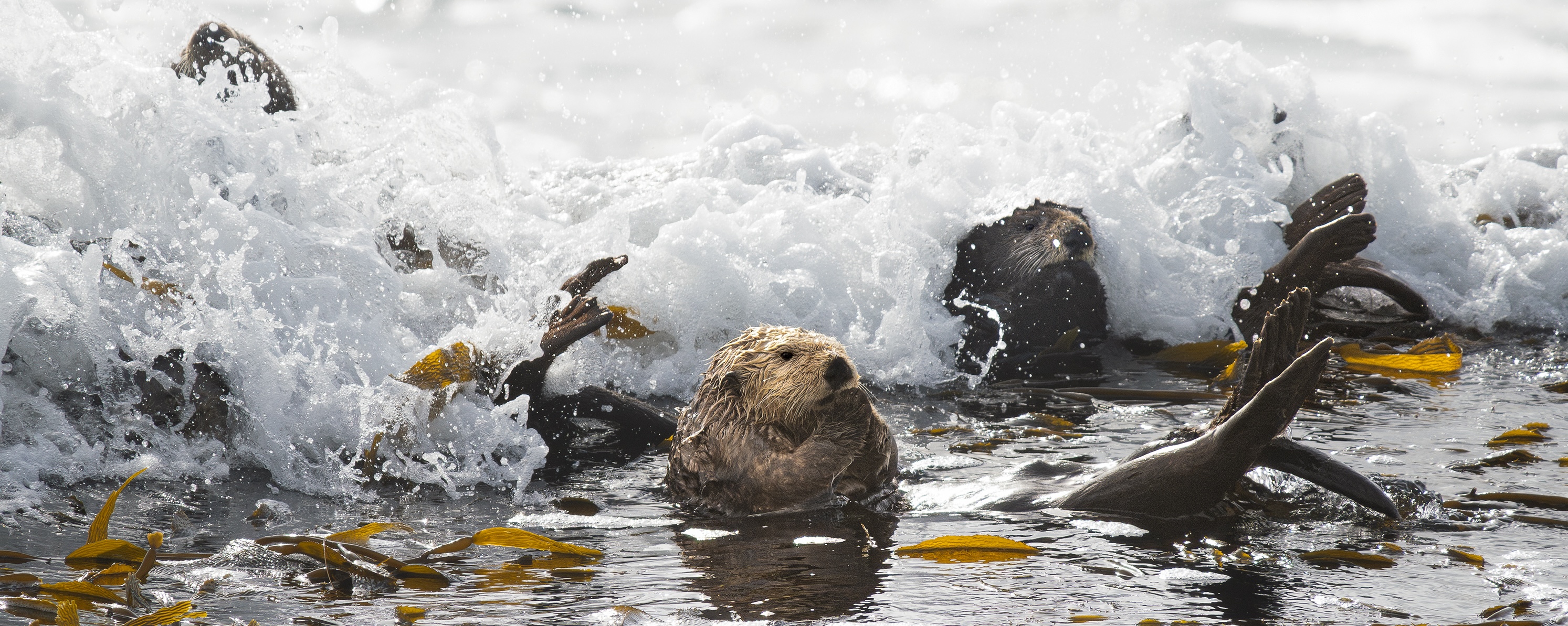 sea otters floating in kelp in an ocean wave