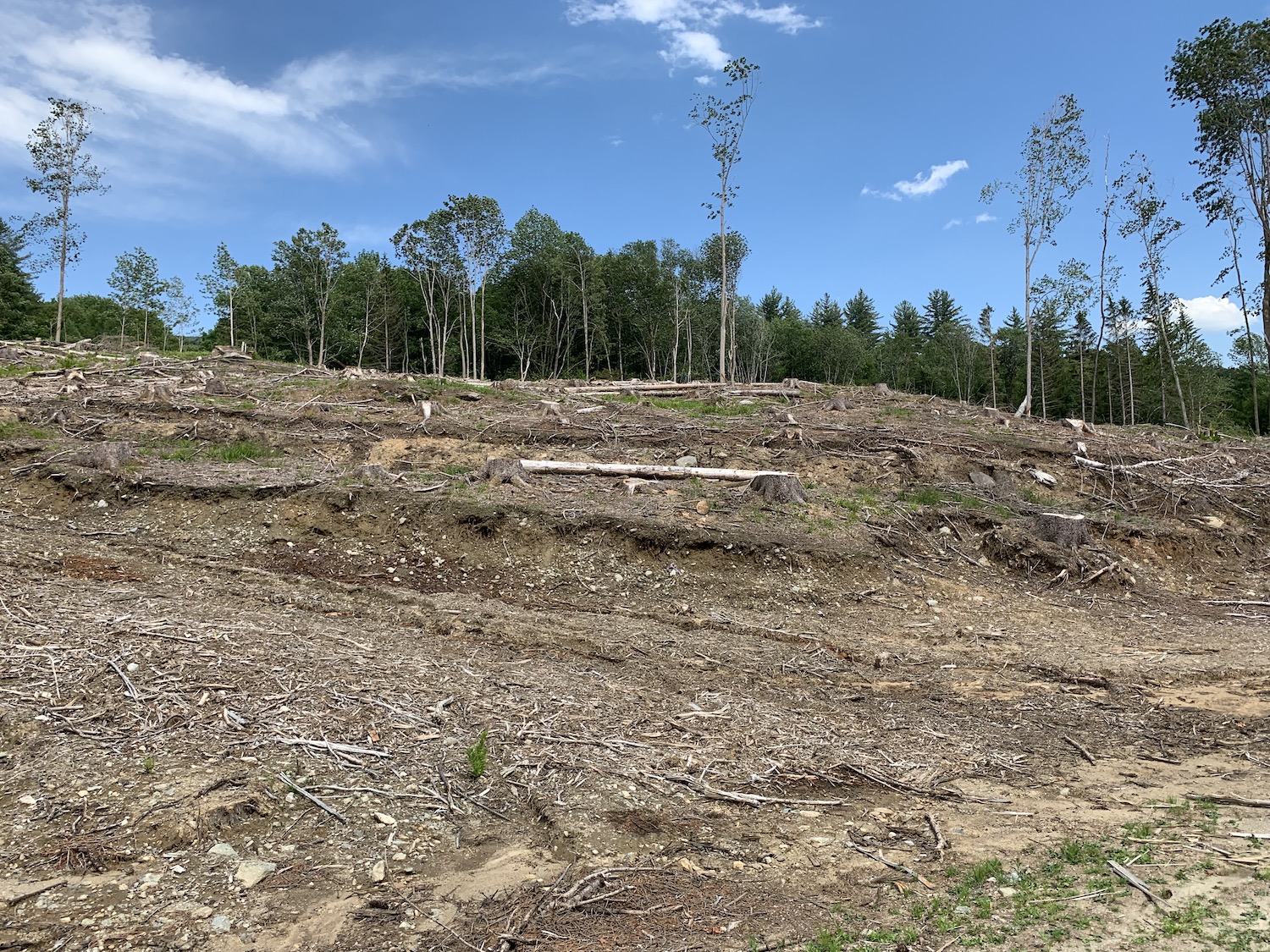 A Clearcut in the Green Mountain National Forest