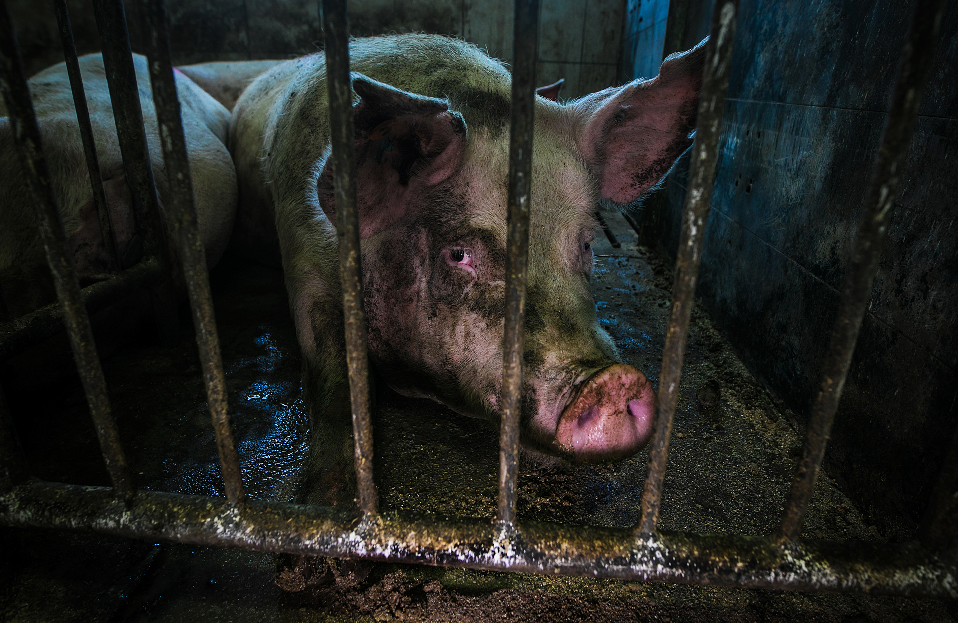 Gestation Crate Pig
