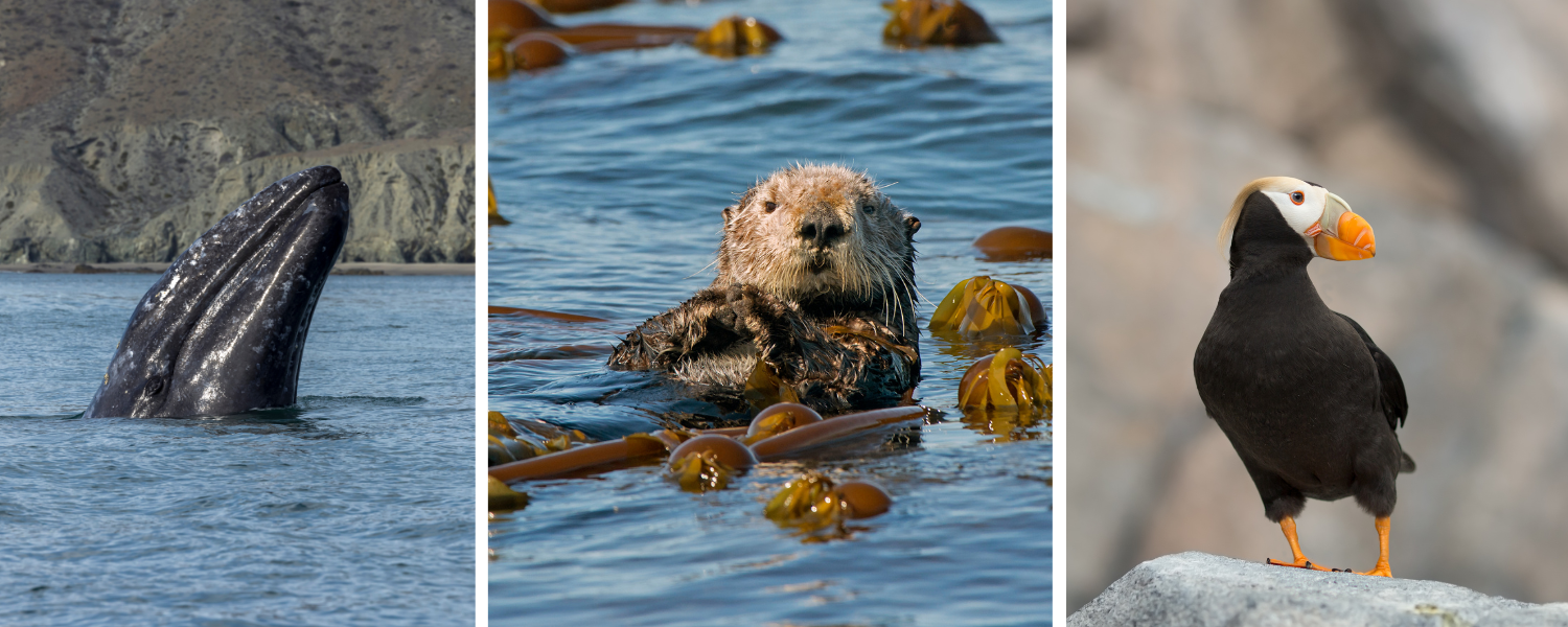 gray whale, sea otter, puffin