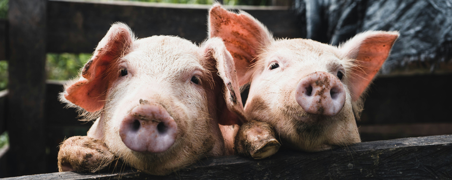 Close up of the face of two pigs 