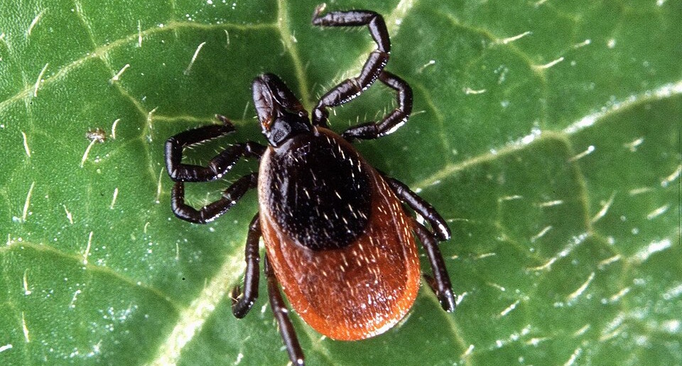 Deer tick