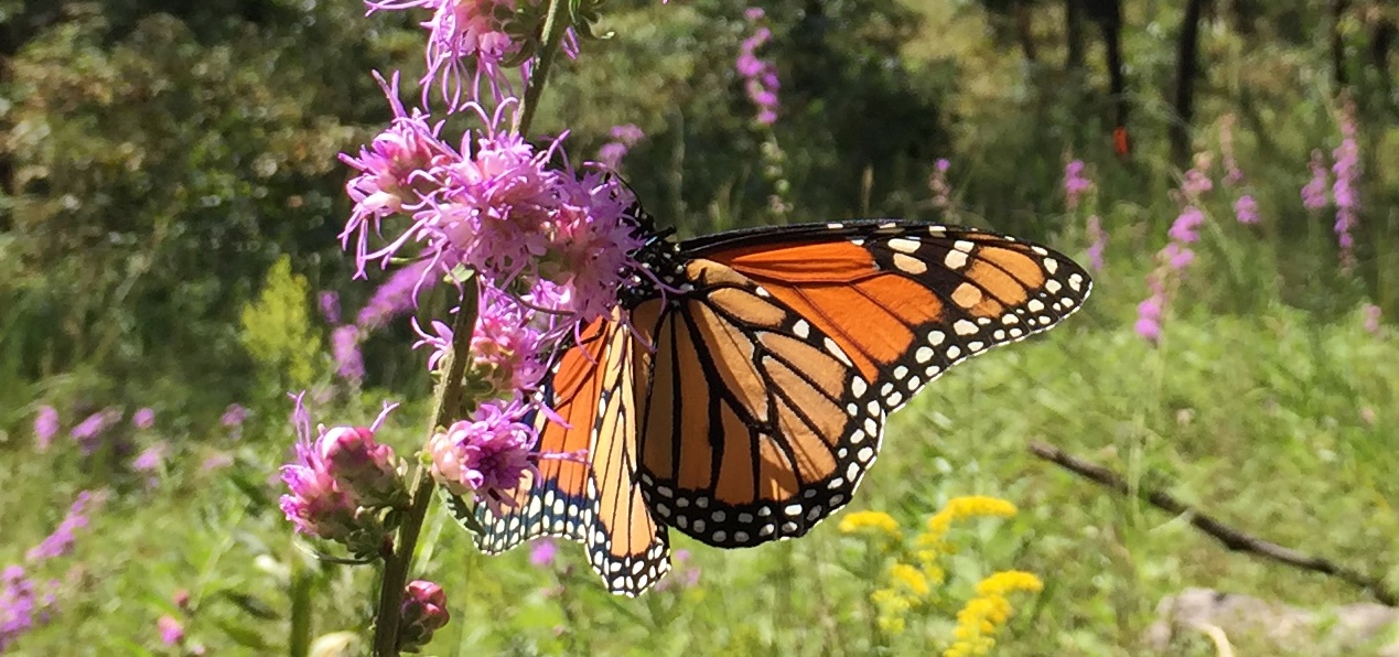 Monarch butterfly on branch