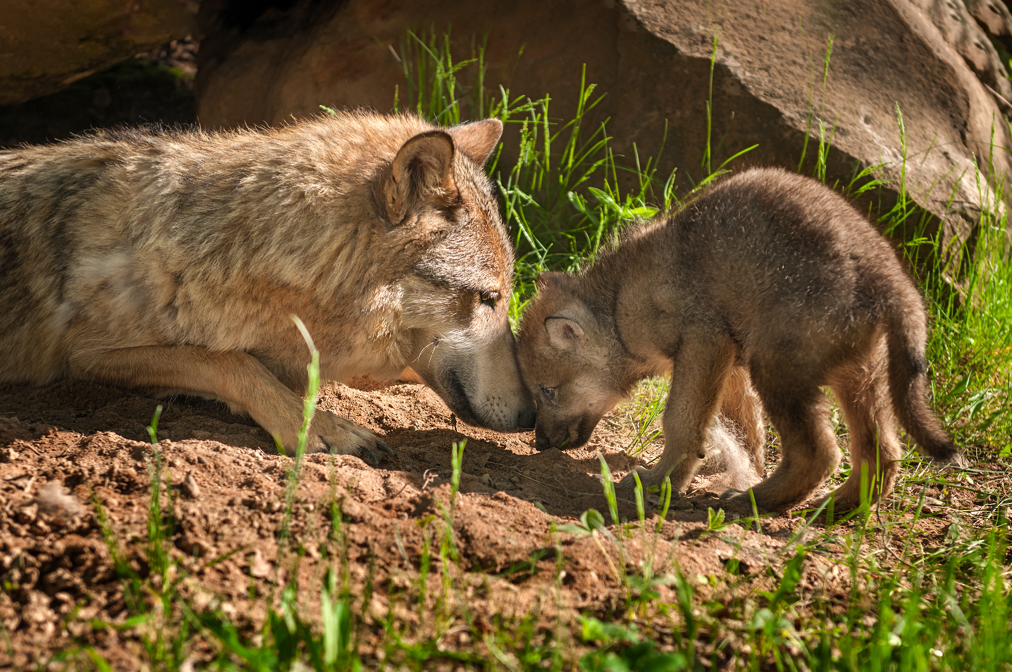 Mother and pup