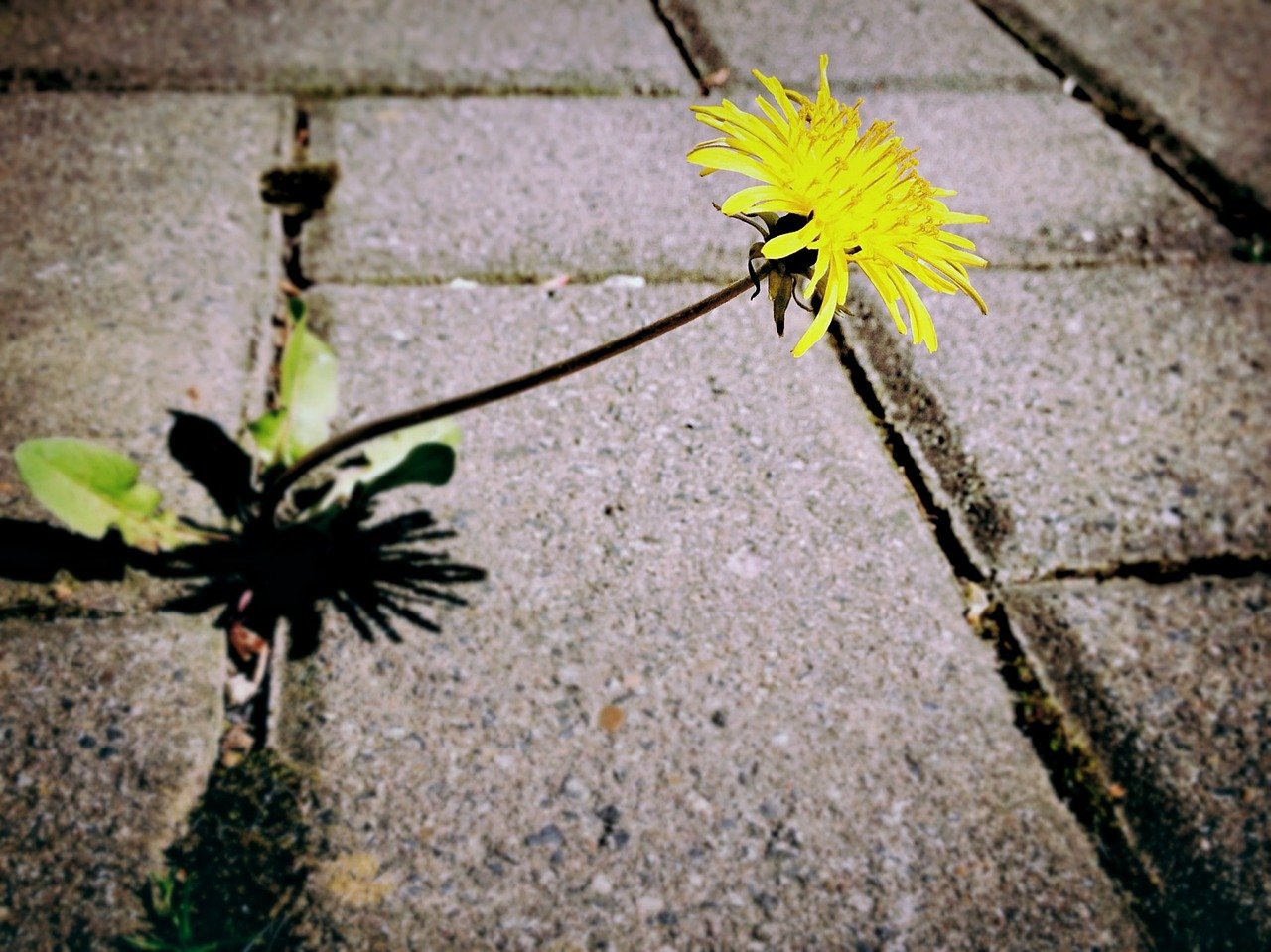 glyphosate weedkiller is sprayed on pavements