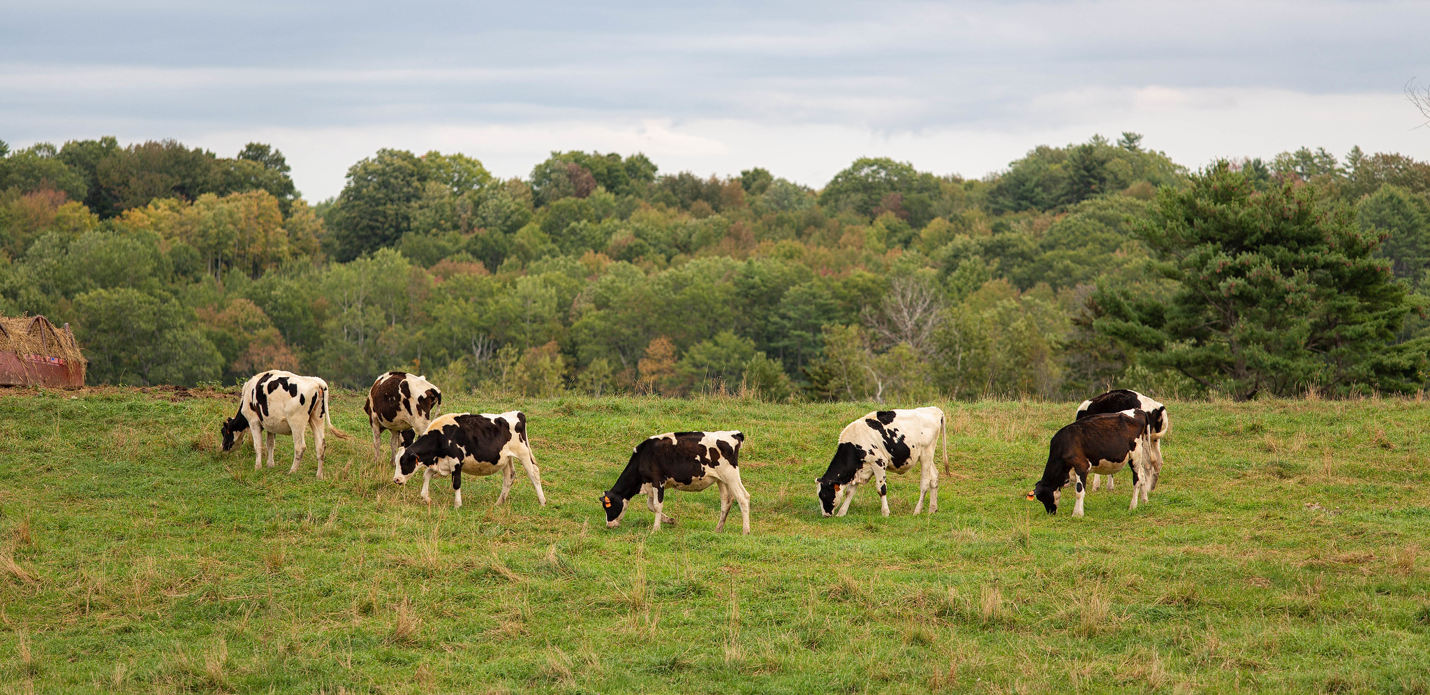 Dairy cows on pasture