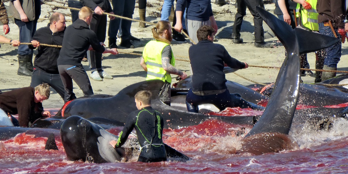 Image of pilot whale hunt in Faroe Islands