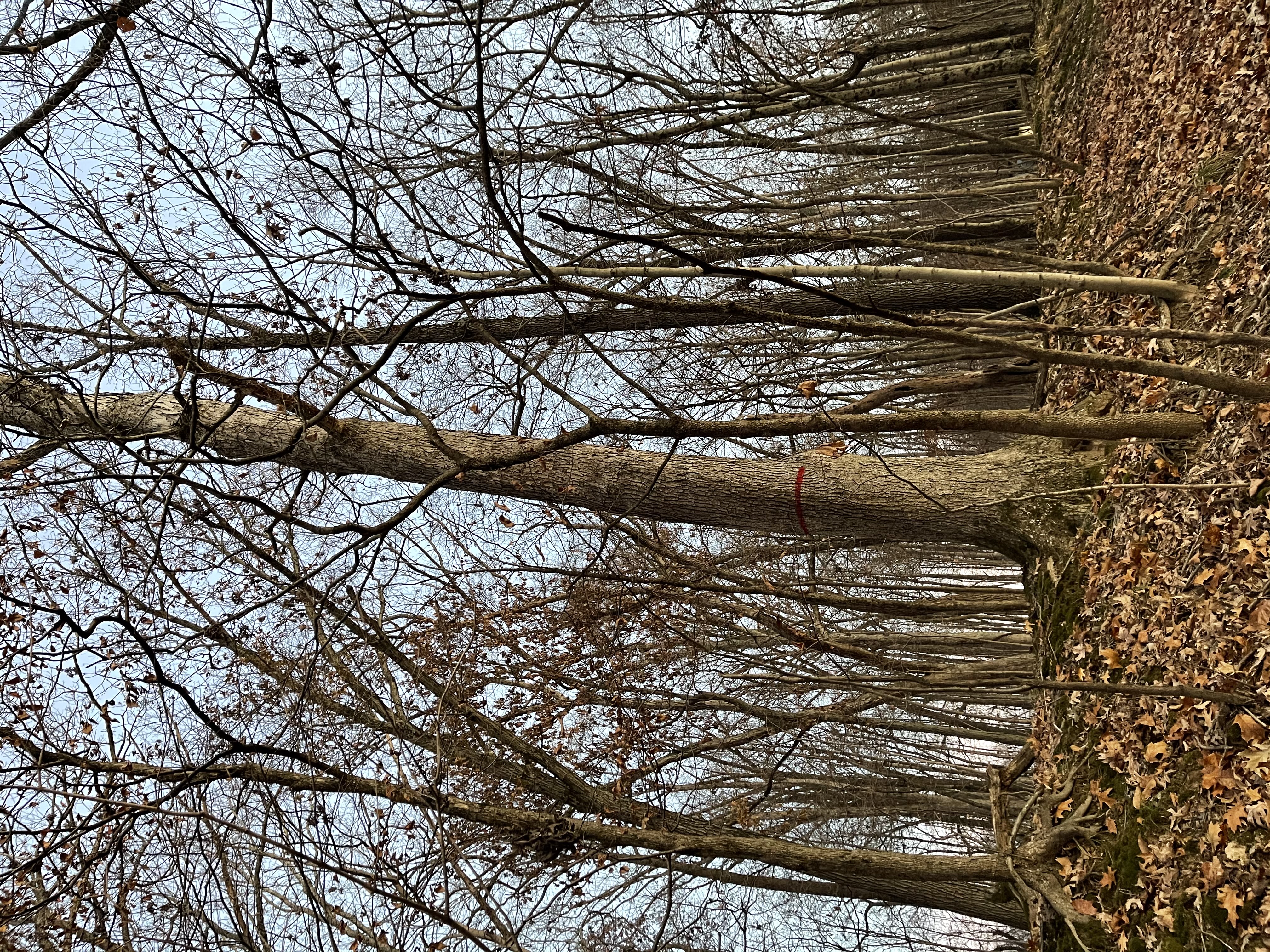 Image of mature oak tree marked for felling by a line of red spray paint.