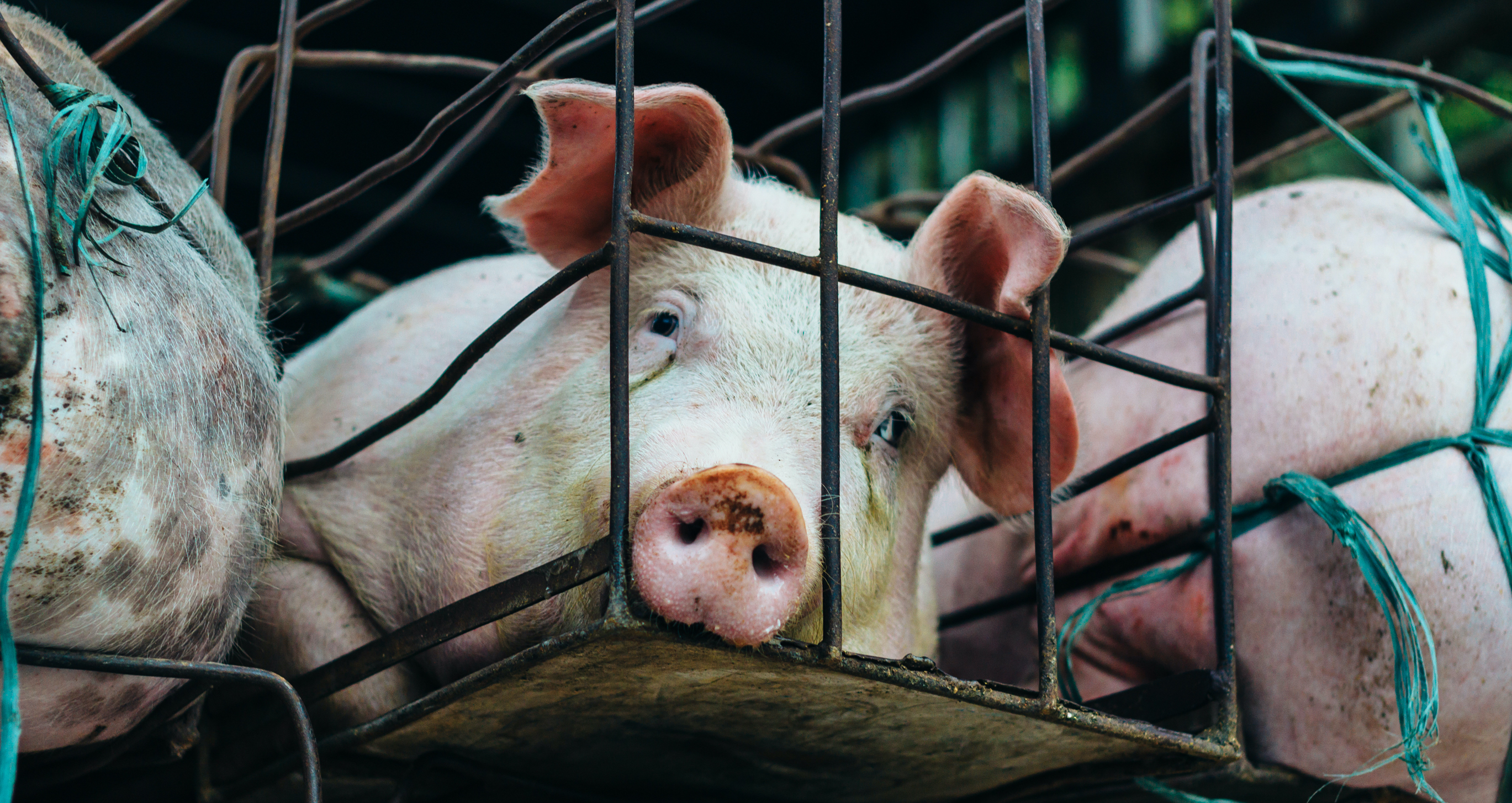 pig in cage from factory farm