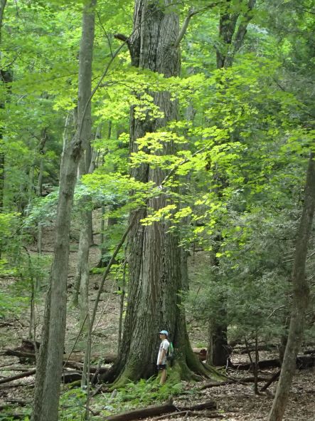 16-17 foot red oak