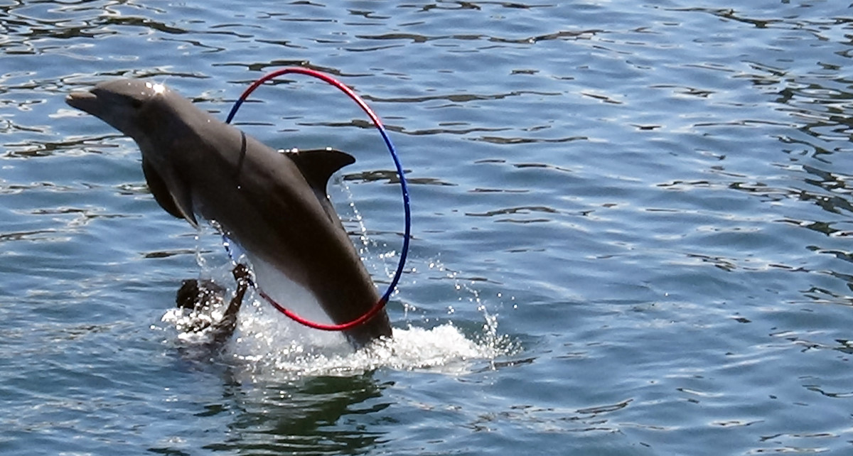 save dolphins