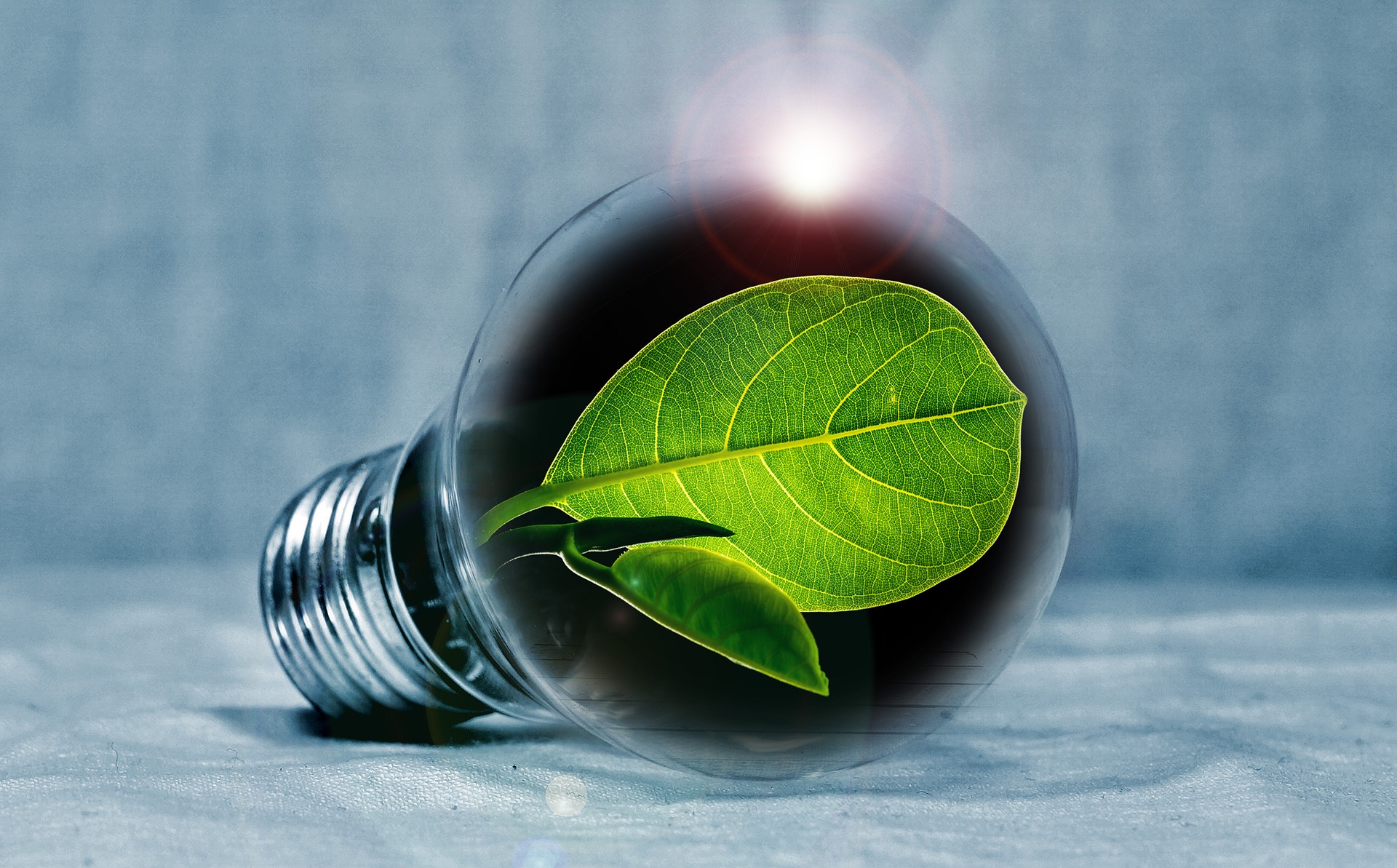 A lightbulb contains a leaf