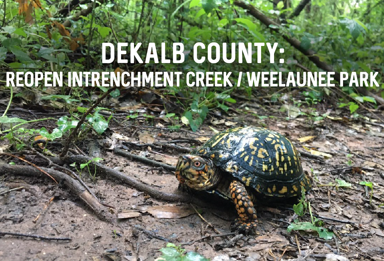 BoxTurtle_at_IntCreekPark