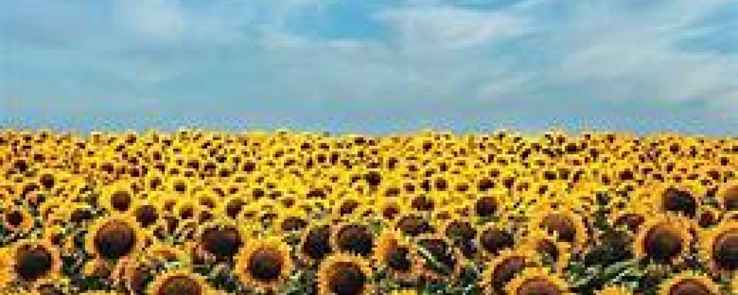 a blue sky over a field of yellow sunflowers, using natural images to appear like the Ukrainian flag