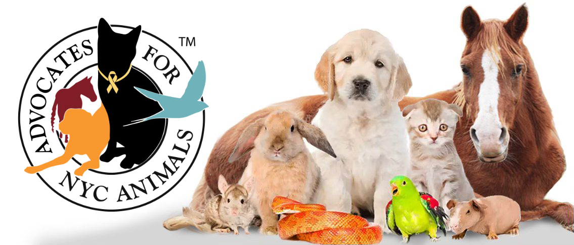 Create NYC Council Committee for Animal Issues