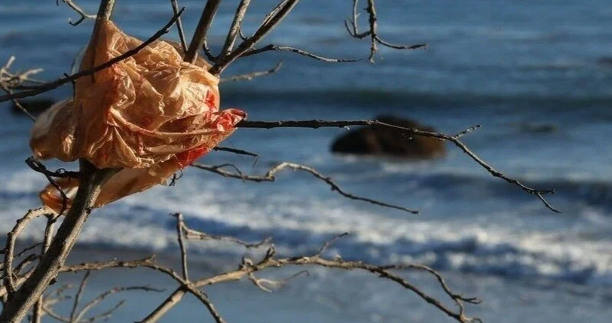 Photo of a plastic bag stuck in a tree