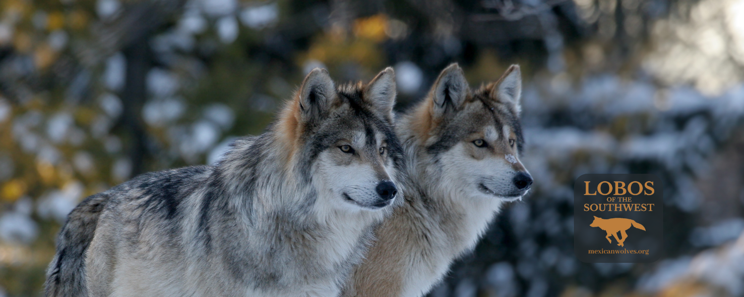 Two Mexican gray wolves in a snowy forest, looking off into the distance