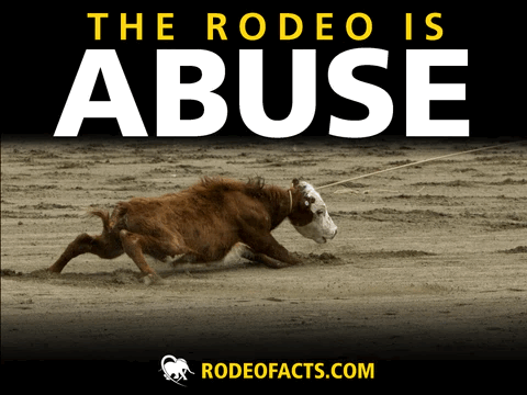 Image of a bull being dragged across the ground with the words “the rodeo is abuse”