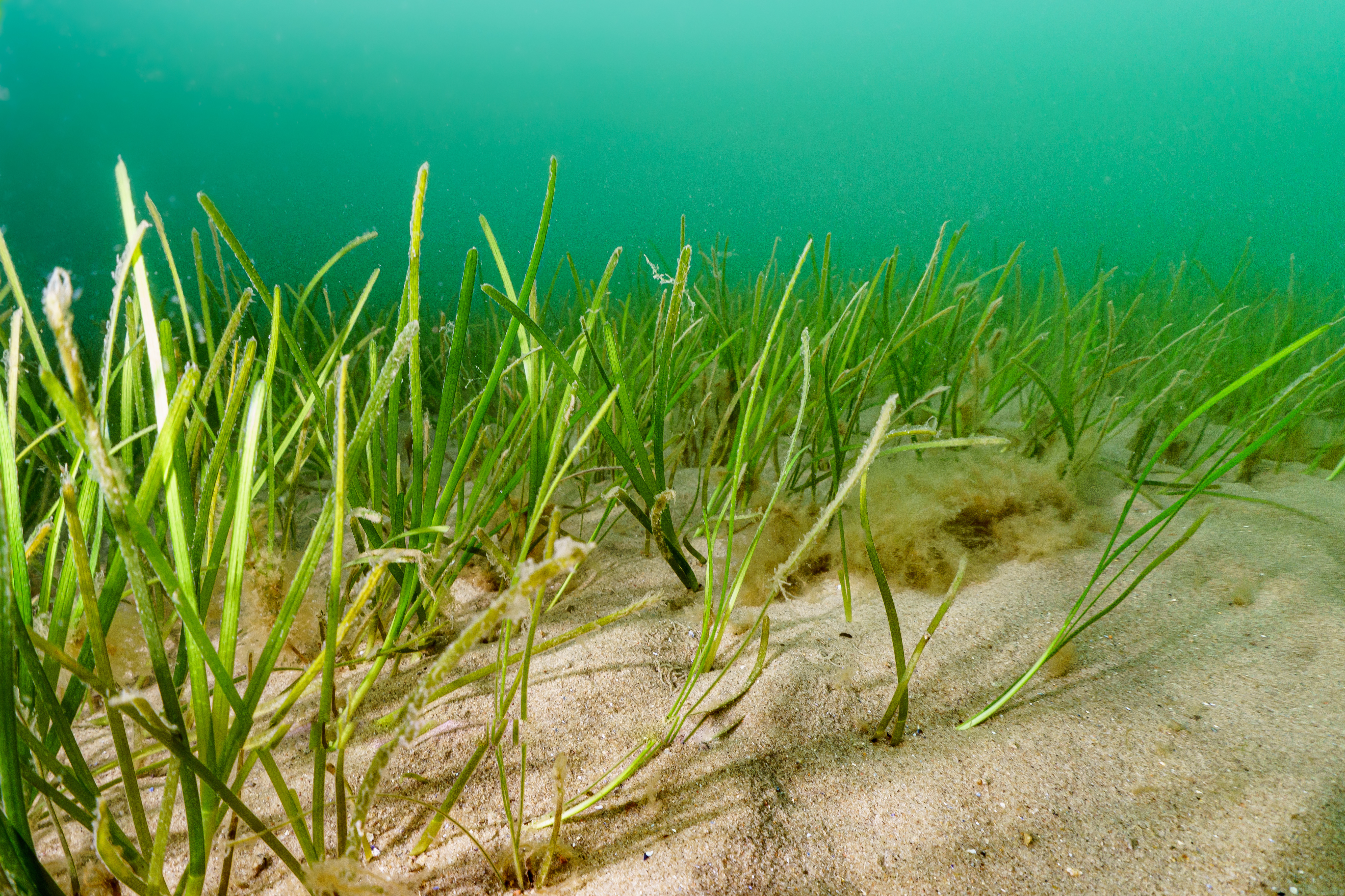 Seegrass Ostsee