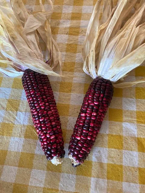 Sampling from 2021 Ponca corn harvest