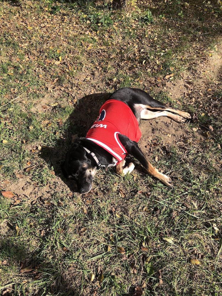 A dog lying in the grass wearing a red Washington Wizards jersey