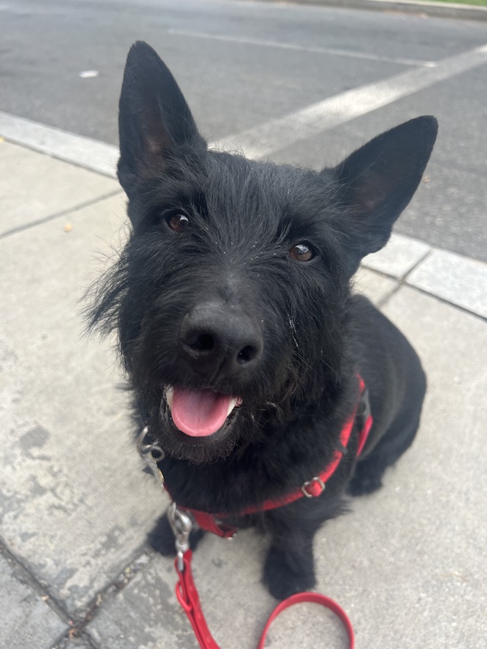 Amy's dog, Axel, half-Scottie and half-Australian cattle dog, smiling and looking at the camera
