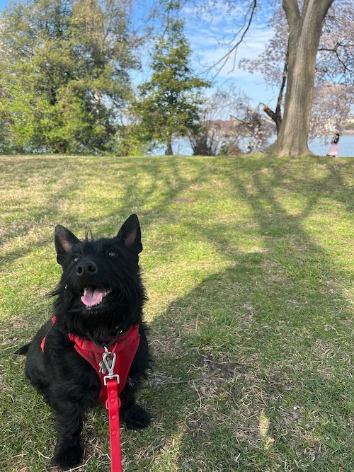 Amy's dog Axel wearing a red harness and smiling in front of some cherry blossom trees.