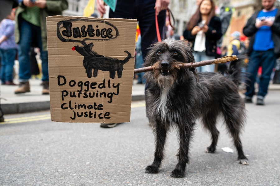 A dog stands proudly holding a stick in its mouth that ends with a banner reading: 'doggedly pursuing climate justice'